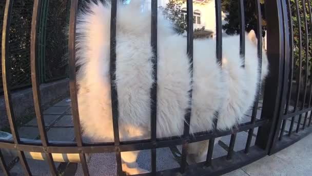 λευκό Samoyed σκύλος γέρνει κατά την πύλη του σπιτιού του - Πλάνα, βίντεο