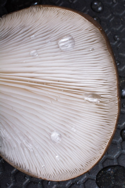 Cogumelo ostra ou Pleurotus ostreatus como cogumelo facilmente cultivado - Foto, Imagem