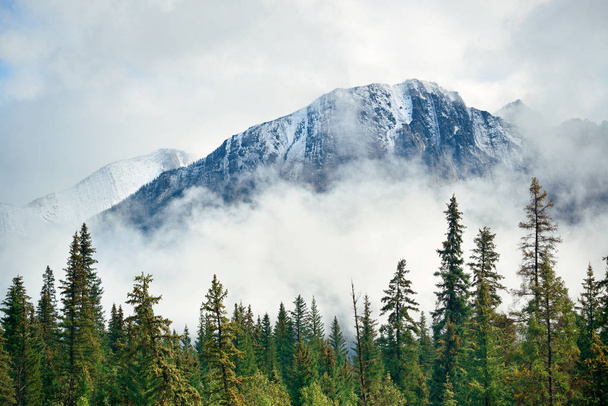 Banff Ulusal Parkı Kanada 'da sisli dağlar ve orman. - Fotoğraf, Görsel