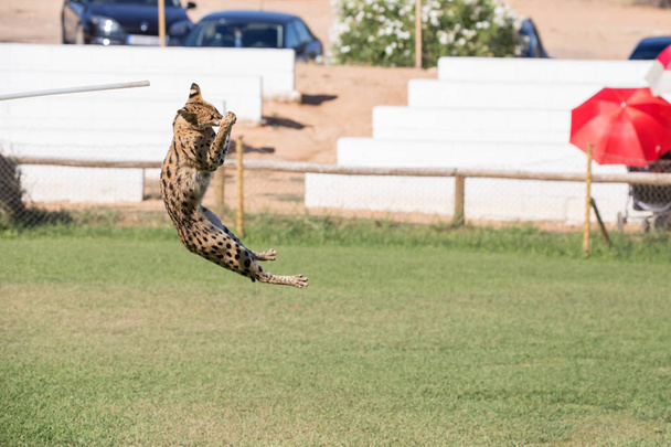 Serval, animal félin sautant haut dans une zone d'herbe à la chasse de ses proies
.  - Photo, image