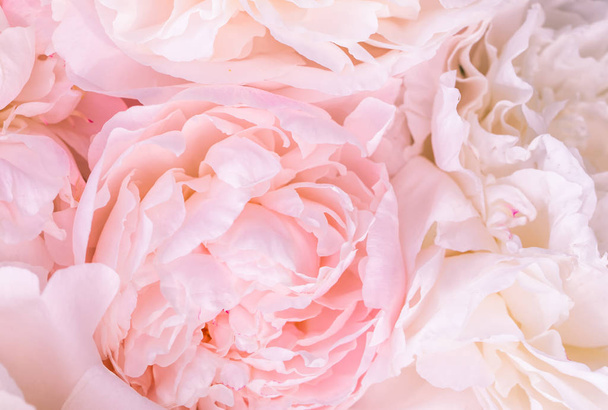 ピンボケのないバラの花びら、抽象的なロマンスの背景、パステルと柔らかい花のカード - 写真・画像