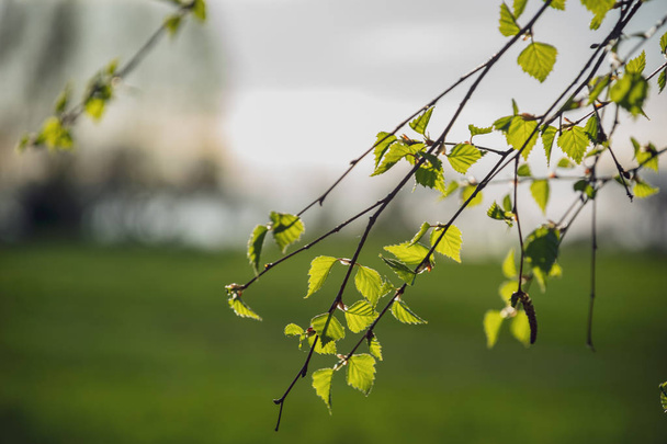 Frühlingsblüten und Blätter an Birken auf verschwommenem Hintergrund. ländliche Szenerie mit frischem grünen Laub - Foto, Bild