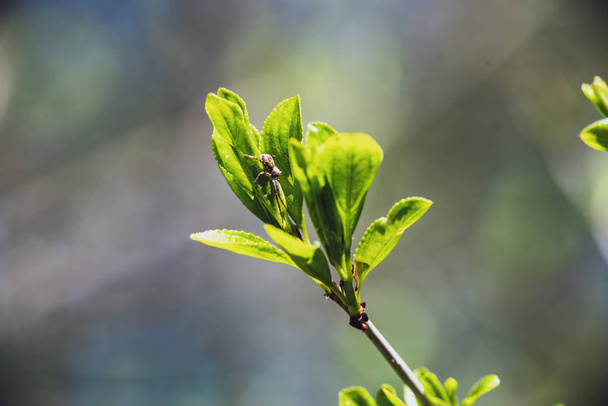 άνοιξη άνθη και φύλλα στα δέντρα σημύδας από θάμπωμα του φόντου. αγροτική σκηνή με φρέσκο πράσινο φύλλωμα - Φωτογραφία, εικόνα