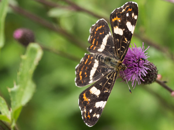 The map butterfly (Araschnia levanna) from second generation sitting on a plant - Photo, Image