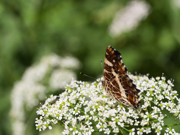 der auf einer Pflanze sitzende Landkärtchen-Schmetterling (araschnia levanna) aus der zweiten Generation - Foto, Bild
