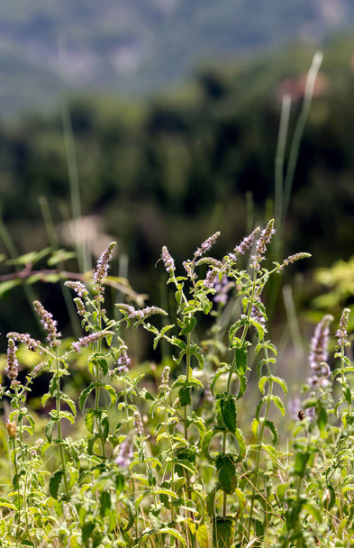 Wilde, bergmunt (Mentha longifolia) groeit in een bergachtig gebied op een weiland op een zonnige, zomerse dag close-up. - Foto, afbeelding