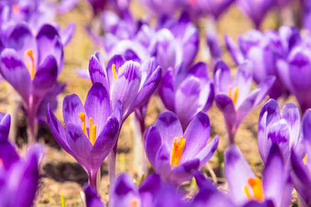 bloesem van Krokussen in het voorjaar in de bergen - Foto, afbeelding