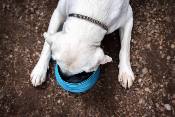 El sediento perro Labrador Retriever bebe agua de un cuenco para perros
 - Foto, Imagen