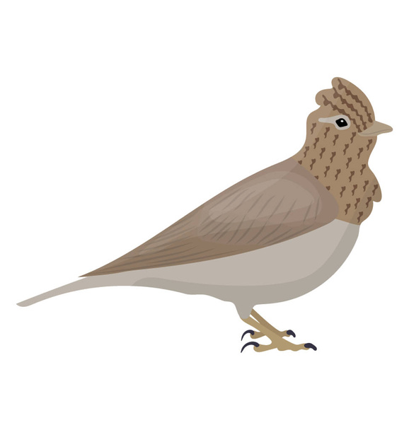 Small bird in brown color with pointed head known as skylark  - Vektör, Görsel