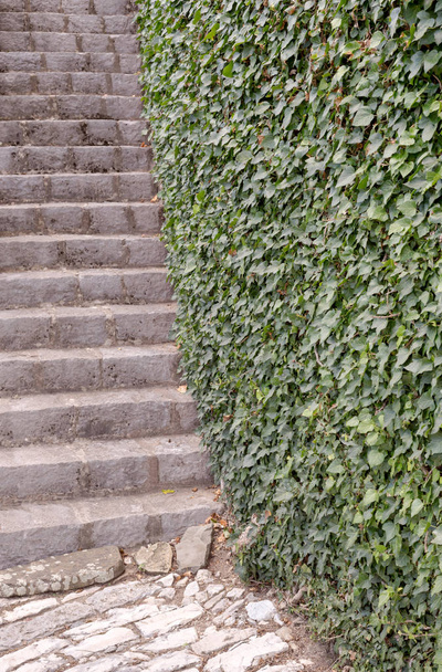 Фон. Камень, старая лестница и зеленый плющ на стене крупным планом
. - Фото, изображение