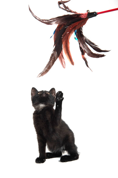 Симпатичный черный котенок смотрит вверх и поднимает лапу, изолированную на белом фоне
 - Фото, изображение
