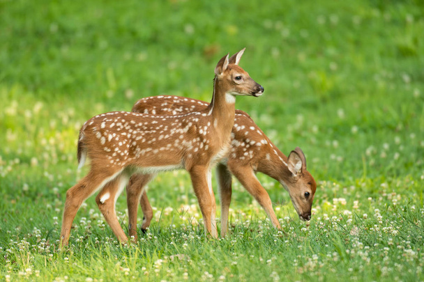 Two whitetail deer fawns with spots in an open meadow in summer - Foto, Imagen