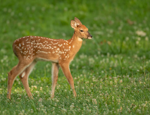 A white-tailed deer fawn with spots  in an meadow in summer. - Zdjęcie, obraz