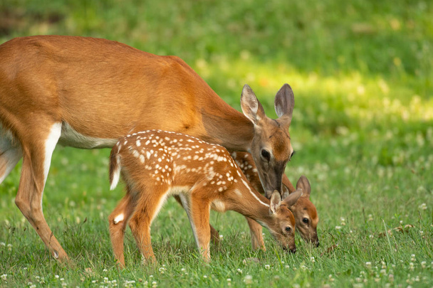 A white-tailed deer doe and its two fawns in an open meadow in summer - Fotó, kép