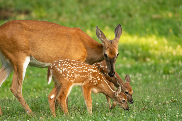 A white-tailed deer doe and its two fawns in an open meadow in summer - Foto, afbeelding