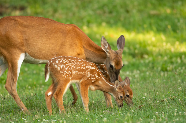 A white-tailed deer doe and its two fawns in an open meadow in summer - Fotó, kép