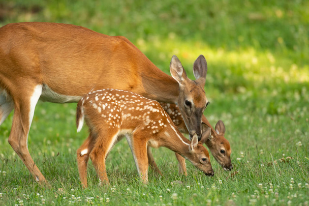 A white-tailed deer doe and its two fawns in an open meadow in summer - Photo, image