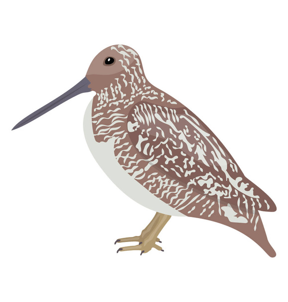 Pointed beak bird in a small size depicting curlew  - Vektör, Görsel