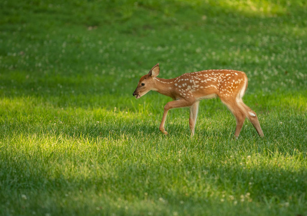 A white-tailed deer fawn with spots  in an meadow in summer. - Foto, Bild