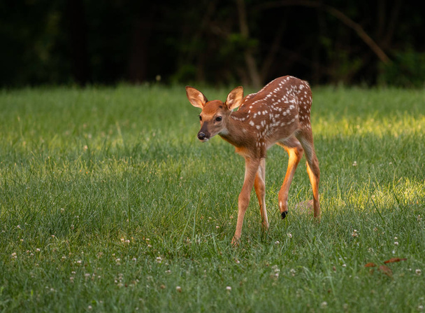 A white-tailed deer fawn with spots  in an meadow in summer. - Foto, Imagen