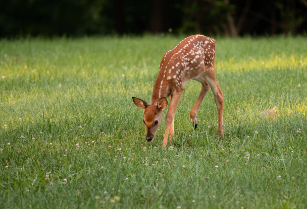 A white-tailed deer fawn with spots  grazing in an meadow in summer. - Fotó, kép