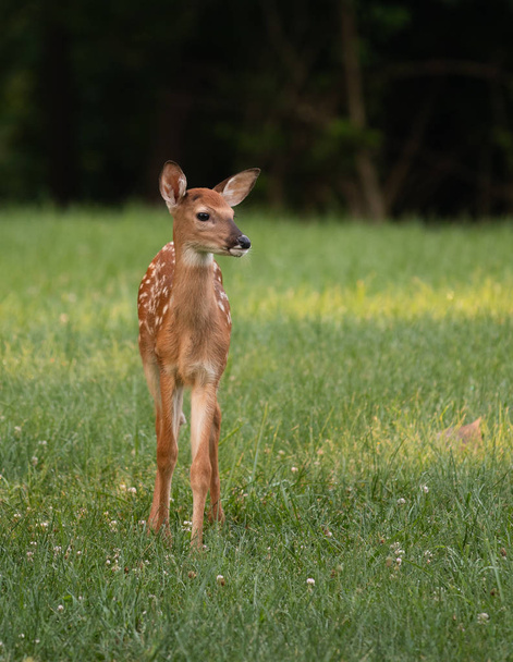 A white-tailed deer fawn with spots  in an meadow in summer. - Foto, afbeelding