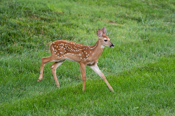 A white-tailed deer fawn with spots  in an meadow in summer. - Foto, imagen