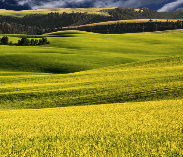 Zelené a Amber polí a mírně zvlněných kopcích - Fotografie, Obrázek