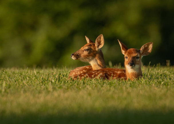 Two white-tailed deer fawns bedded down in an open field in summer - Photo, Image