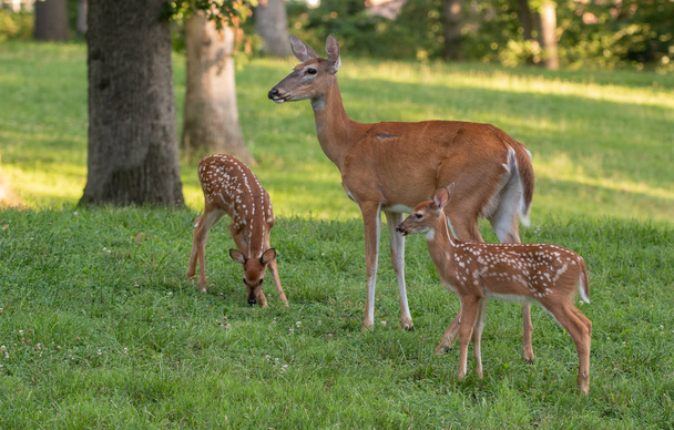 A doe and its two white-tailed deer fawns in an open meadow in summer - Фото, изображение