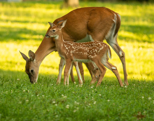 White-tailed deer doe and its fawn in an open meadow in summer - Fotografie, Obrázek