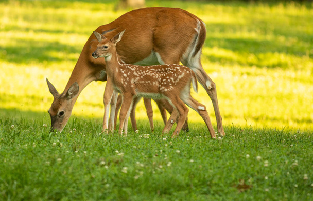 White-tailed deer doe and its fawn in an open meadow in summer - Zdjęcie, obraz