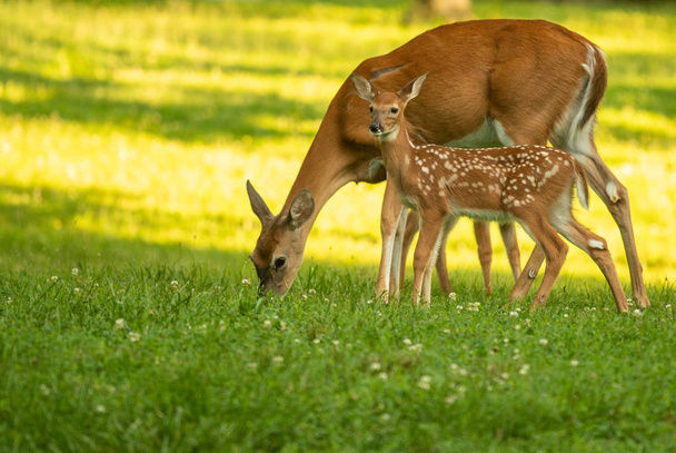 White-tailed deer doe and its fawn in an open meadow in summer - Foto, Imagem