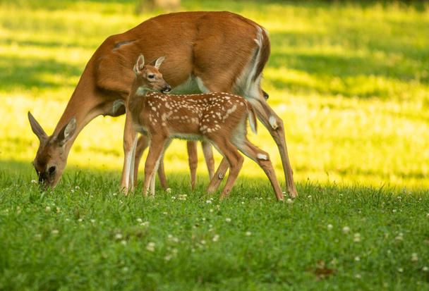 White-tailed deer doe and its fawn in an open meadow in summer - Fotó, kép