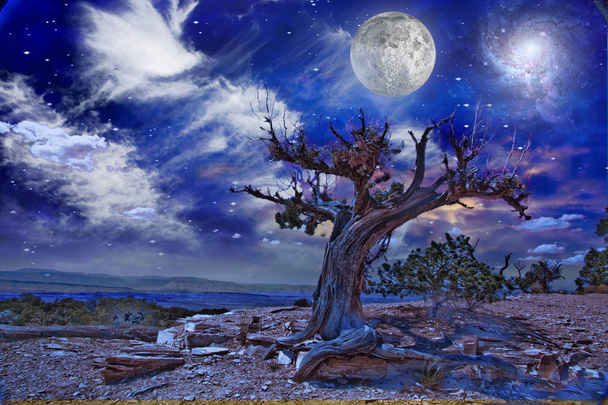 Paisaje del desierto con árbol viejo. Luna llena
 - Foto, Imagen