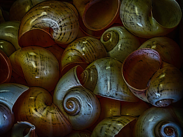 Bunch of colorful moon shells - Foto, afbeelding