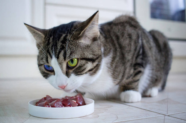 Chat domestique avec des yeux bleus et verts multicolores mange la farine de viande du bol d'alimentation
 - Photo, image