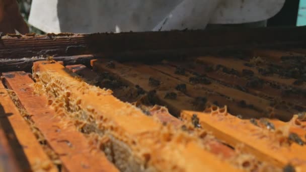 Der Imker zieht einen Honigrahmen aus dem Bienenstock. - Filmmaterial, Video