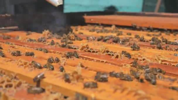 Beekeeper smokes the smoke of bees - drives away bees - Footage, Video