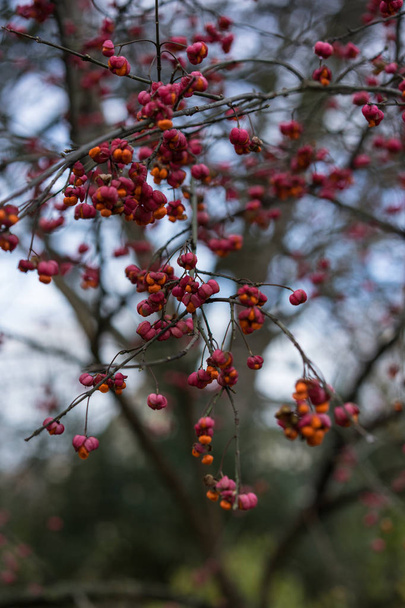 punainen marja kasvi lähikuva talvella
 - Valokuva, kuva