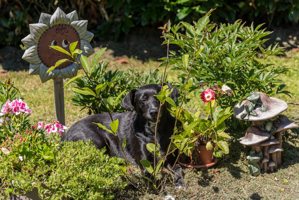 чорний собака лежить розслаблений в саду між рослинами і прикрасами
 - Фото, зображення