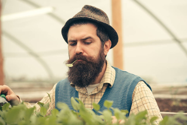 man farmer. bearded man farmer growing plants. man farmer in greenhouse. man farmer work with green plants. - Zdjęcie, obraz