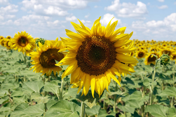 Поле квітучих соняшників на фоні хмарного блакитного неба в яскравий сонячний літній день
 - Фото, зображення