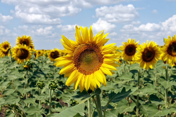 Поле квітучих соняшників на фоні хмарного блакитного неба в яскравий сонячний літній день
 - Фото, зображення
