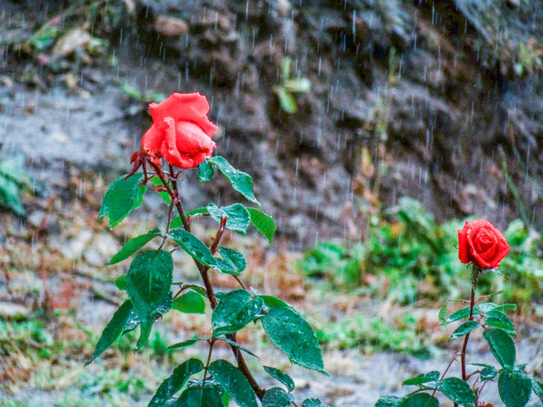 Троянда протистоїть в середині літнього шторму
 - Фото, зображення