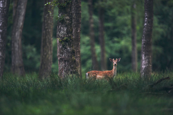 Cervo maschio con corna in velluto nella foresta
. - Foto, immagini