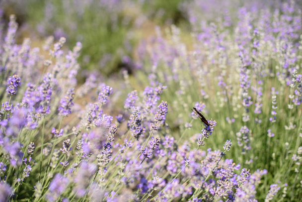 The flight of a butterfly over the flowers of lavender - Foto, imagen