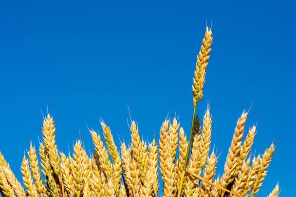 barley ears ripe isolated - Photo, Image