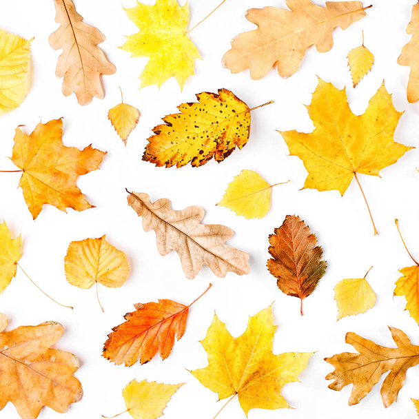 De samenstelling van het najaar. Patroon gemaakt van de herfst bladeren. Plat lag, top uitzicht, kopie ruimte - Foto, afbeelding