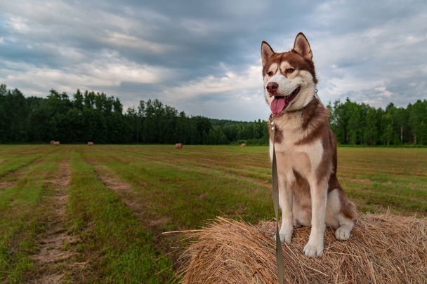 Portrait Siberian husky dog sit on haystack on the background rural field, green forest and sky with clouds. Copy space. - 写真・画像